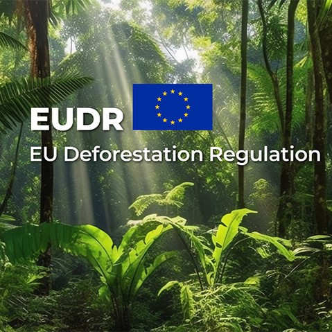 EUDR Compliance: FomexGlobal’s Commitment to Sustainable Plywood