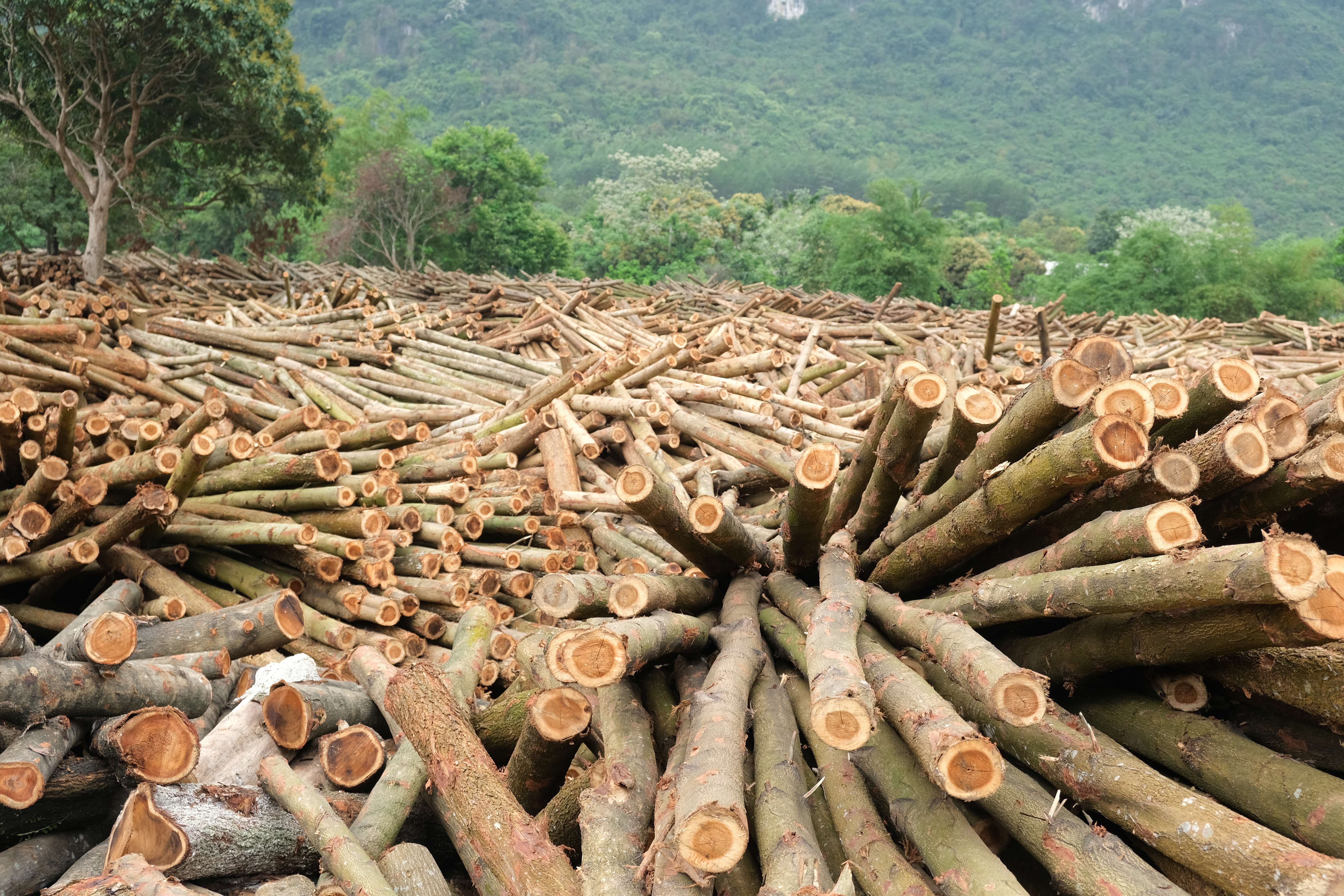 PLYWOOD OR NATURAL SOLID WOOD